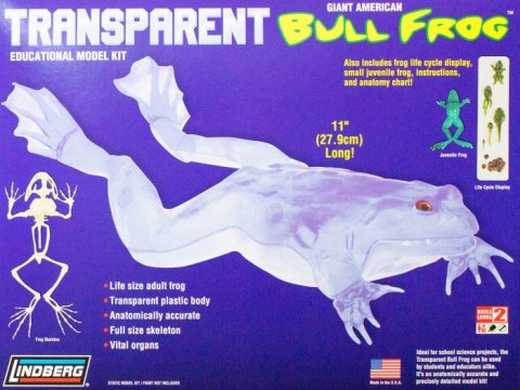 Model Plastikowy Lindberg - Transparent Bull Frog (Przezroczysta Żaba Rycząca)