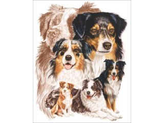 Haft Diamentowy, Obraz, Mozaika Diamentowa Diamond Painting, Pies - Owczarek Australijski 30x40cm